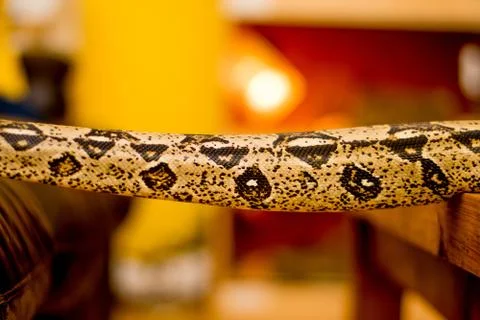 Close up of a snake Stock Photos