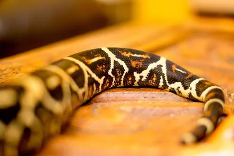 Close up of a snake Stock Photos