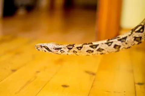 Close up of a snake Stock Photos