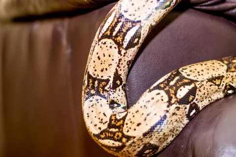 Close up of a snake Stock Photos