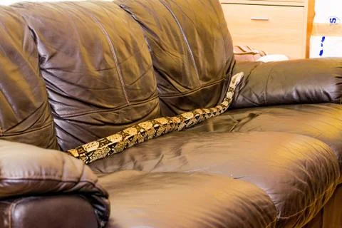 Close up of a snake Stock Photos