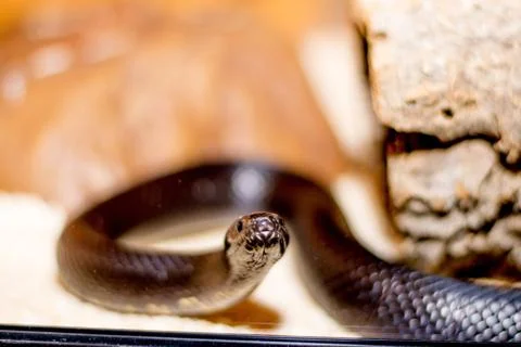 Close up of a snake Stock Photos
