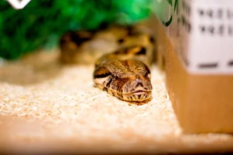 Close up of a snake Stock Photos