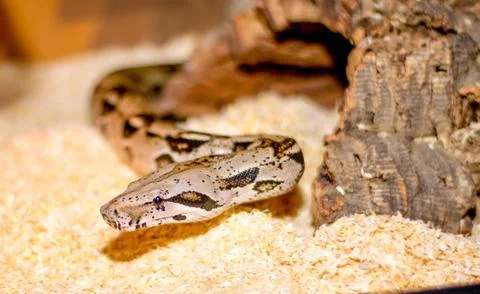 Close up of a snake Stock Photos