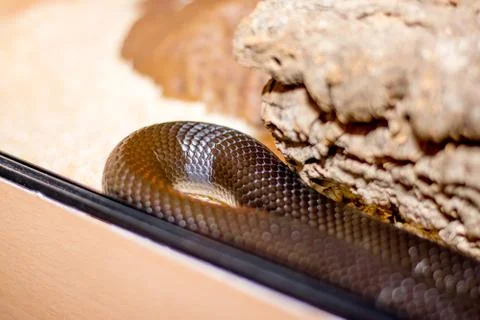 Close up of a snake Stock Photos
