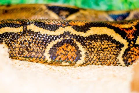 Close up of a snake Stock Photos