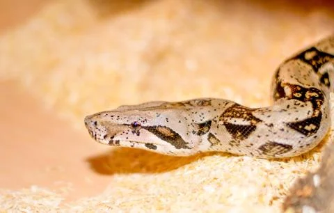 Close up of a snake Stock Photos