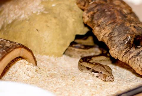 Close up of a snake Stock Photos