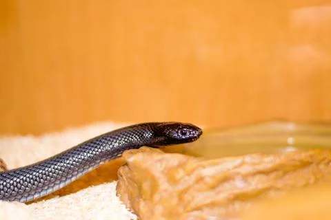 Close up of a snake Stock Photos