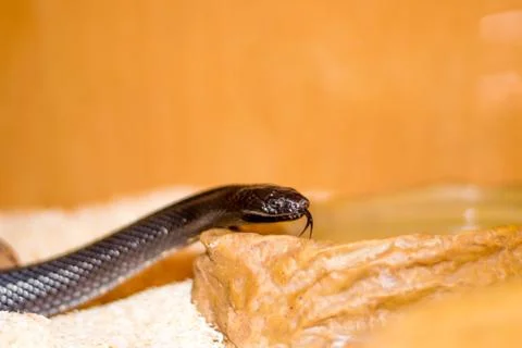 Close up of a snake Stock Photos
