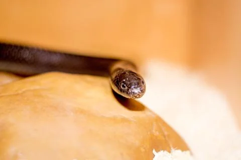 Close up of a snake Stock Photos