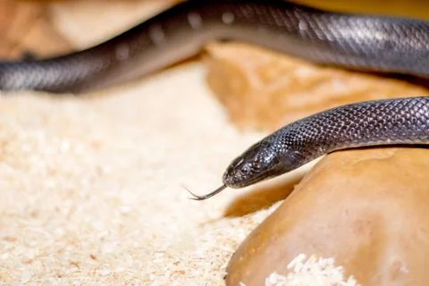 Close up of a snake Stock Photos