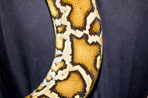 Close up of a snake Stock Photos