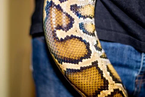 Close up of a snake Stock Photos