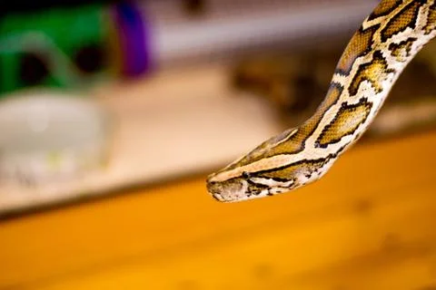 Close up of a snake Stock Photos