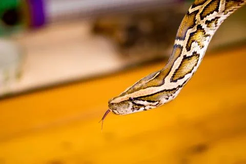 Close up of a snake Stock Photos