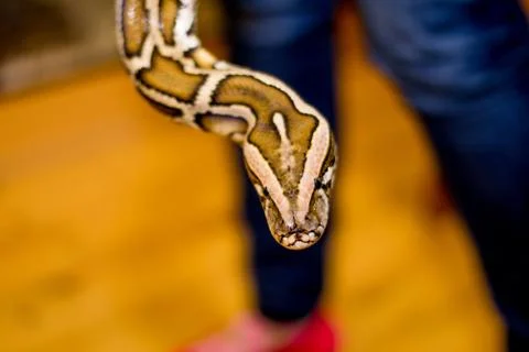 Close up of a snake Stock Photos