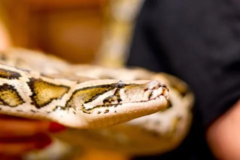 Close up of a snake Stock Photos
