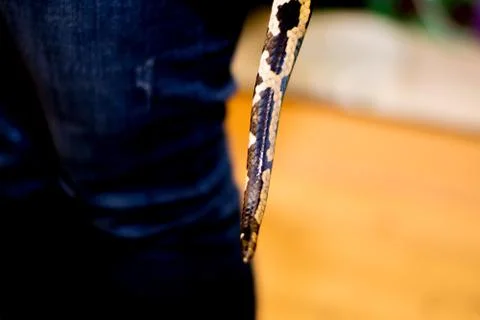 Close up of a snake Stock Photos