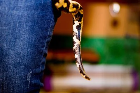 Close up of a snake Stock Photos