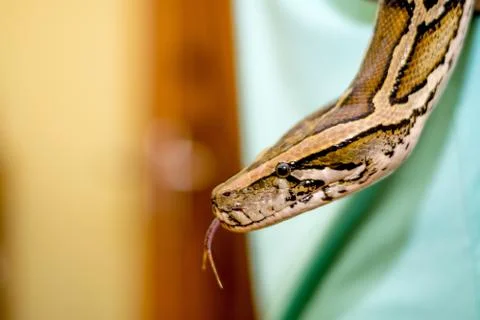 Close up of a snake Stock Photos