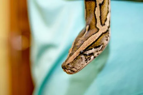 Close up of a snake Stock Photos
