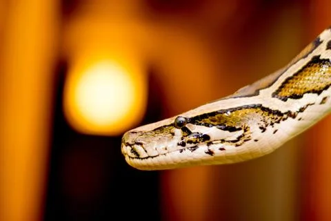 Close up of a snake Stock Photos
