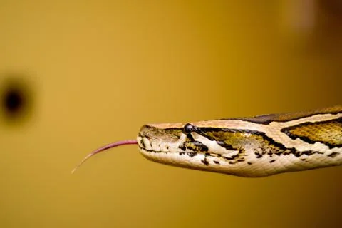 Close up of a snake Stock Photos