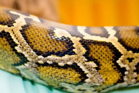 Close up of a snake Stock Photos