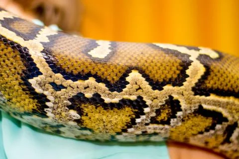 Close up of a snake Stock Photos