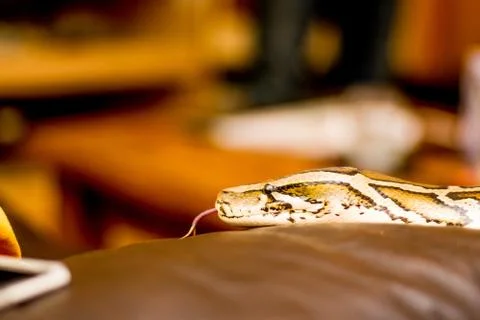 Close up of a snake Stock Photos