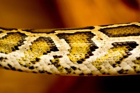 Close up of a snake Stock Photos