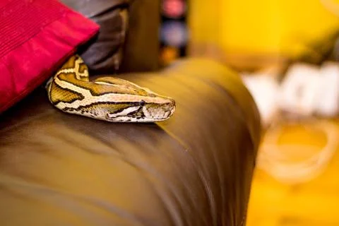 Close up of a snake Stock Photos