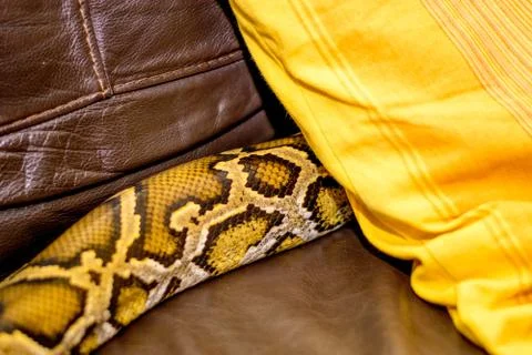Close up of a snake Stock Photos