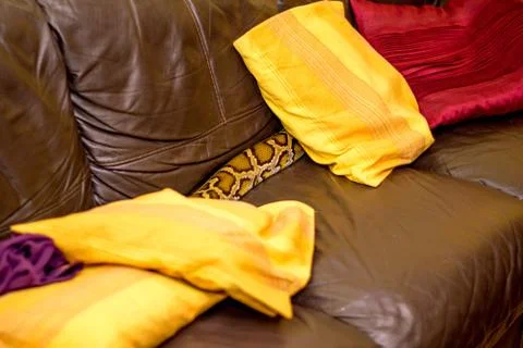 Close up of a snake Stock Photos