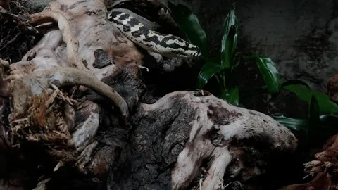 Close-up of a snake from the python family waiting still on a wooden trunk Video stock 252224085