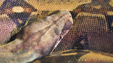Close up of snake scales and head moving slowly revealing intricate pattern. Stock Footage 332044941