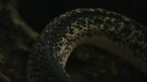 Close-up of Snake Scales in Dark Environment Video stock 305703330