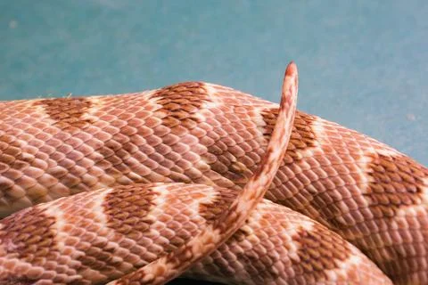 Close-up of snake scales with intricate patterns Stock Photos
