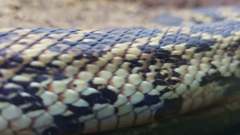 Close Up of Snake Scales Moving Against Glass Surface Vídeos de archivo 333883993