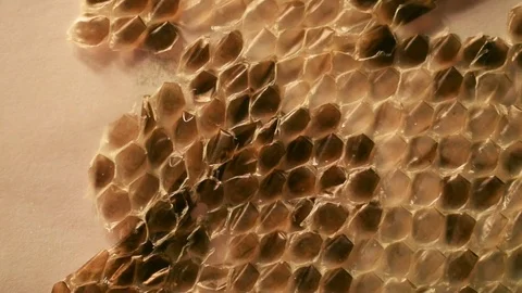 Close Up of Snake Skin Stock Footage 73128595