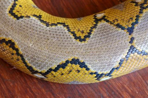 Close up of snake skin texture use for background. reticulated python is non  Photos