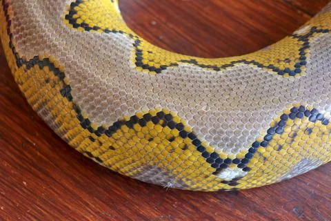 Close up of snake skin texture use for background. reticulated python is non  스톡 사진