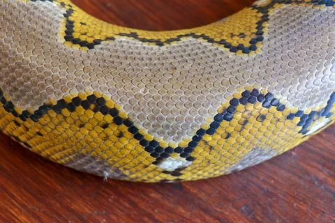 Close up of snake skin texture use for background. reticulated python is non  Photos