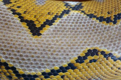 Close up of snake skin texture use for background. reticulated python is non  스톡 사진