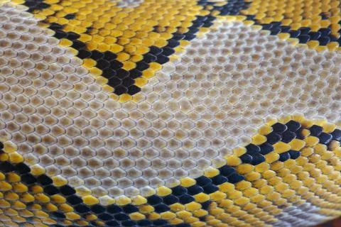 Close up of snake skin texture use for background. reticulated python is non  Stock Photos
