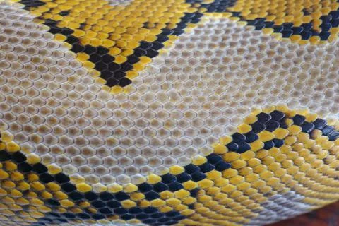 Close up of snake skin texture use for background. reticulated python is non  Stock Photos