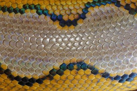 Close up of snake skin texture use for background. reticulated python is non  스톡 사진