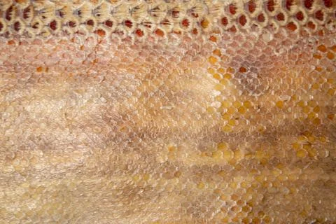 Close up of snake skin texture use for background 写真素材