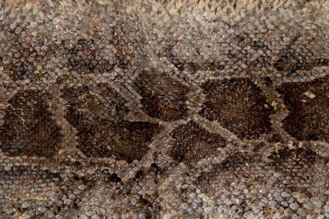 Close up of snake skin texture use for background Stock Photos